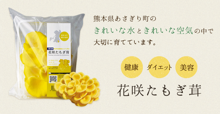 「花咲たもぎ茸」　熊本県あさぎり町のきれいな水ときれいな空気の中で大切に育てています。