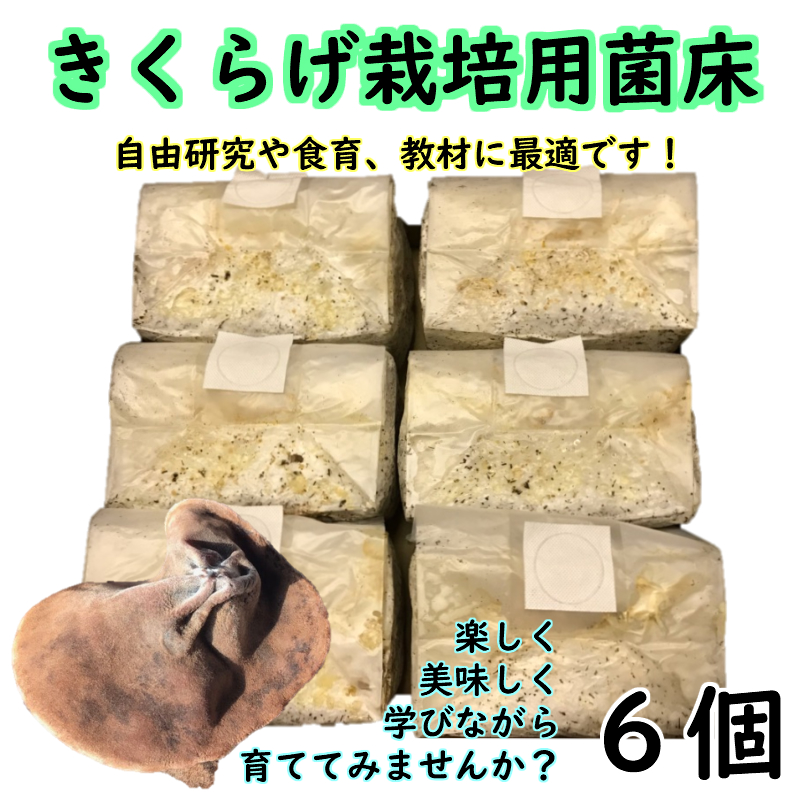 きくらげ栽培用菌床(6個)〖自由研究や食育にオススメ‼〗〖収穫後は肥料などに‼〗