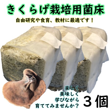 きくらげ栽培用菌床(3個)〖自由研究や食育にオススメ‼〗〖収穫後は肥料などに‼〗